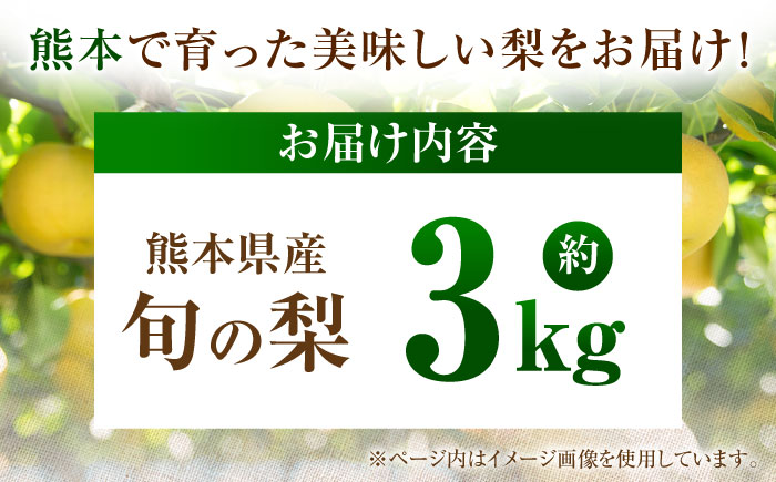 【先行予約】厳選おまかせ梨 約3kg 梨 豊水梨 秋月梨 新高梨 果物 フルーツ 【日本フルーツ株式会社】 [ZFJ066]
