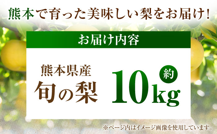 【先行予約】厳選おまかせ梨 約10kg 梨 豊水梨 秋月梨 新高梨 果物 フルーツ 【日本フルーツ株式会社】 [ZFJ068]