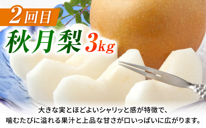 【先行予約】【3回定期便】 梨 約3kg 計約9kg（豊水・秋月・新高）  梨 ナシ フルーツ 果物 【日本フルーツ株式会社】 [ZFJ070]