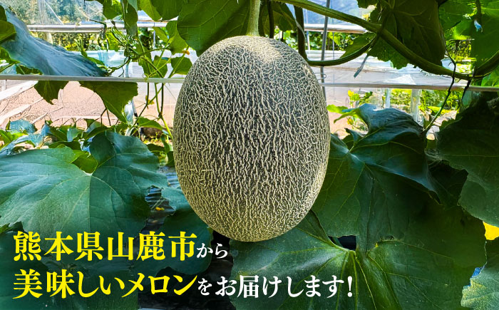 【先行予約】  山鹿の恵み! 匠の育てた　肥後グリーン メロン 約4kg以上（約2kg以上×2玉）【きもと農園】 [ZFQ001]