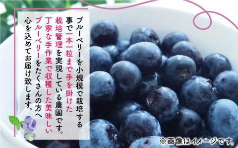 【先行予約】大粒 ブルーベリー 約1000g（約250g×4pc） 【すみれファーム】 [ZEP002]