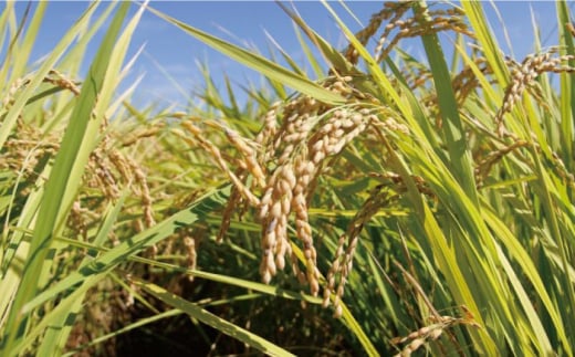 お米 6kg【農事組合法人 庄の夢】 [ZAF001]