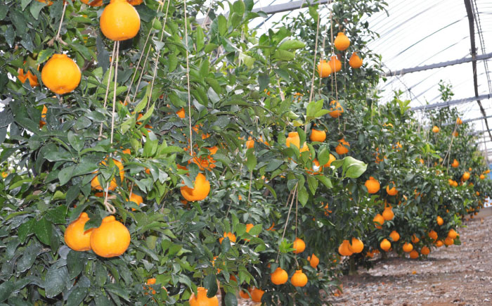 【先行予約】デコポン 約3kg （7～10玉）化粧箱入り【鹿本農業協同組合】 [ZAG006]