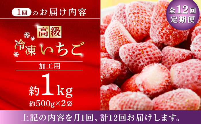 【12回定期便】高級 冷凍  いちご 加工用 約1kg（約500g×2袋）【伊藤農園】 果物 フルーツ イチゴ いちご 苺  [ZBB017]