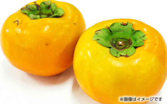 【先行予約】太秋 柿 約2kg【くまふる】 [ZBG015]