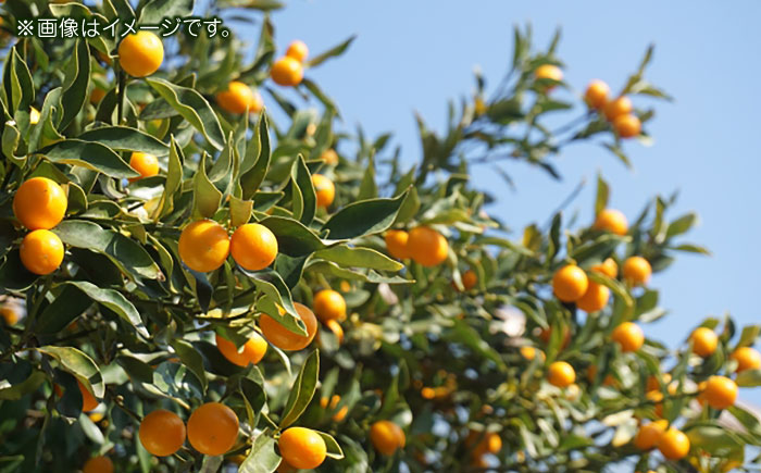 【先行予約】完熟 キンカン 約1kg 【くまふる】 [ZBG079]