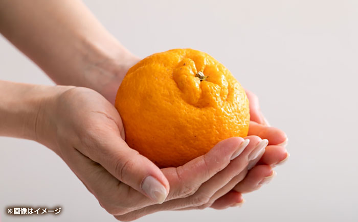 ハウスデコポン　約2kg 【くまふる】 [ZBG081]