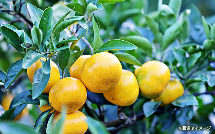 早生みかん　約4.5kg 【くまふる】 [ZBG082]