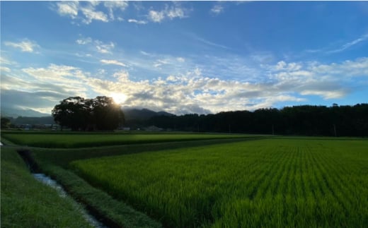 玄米 カイロ YOHEHO 座布団・黒【山麓はっち】 [ZBM008]