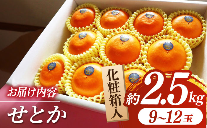 【2026年2月下旬から発送】せとか みかん 約2.5kg 果物 化粧箱入り フルーツ ギフト【小春農園】 [ZBN002]