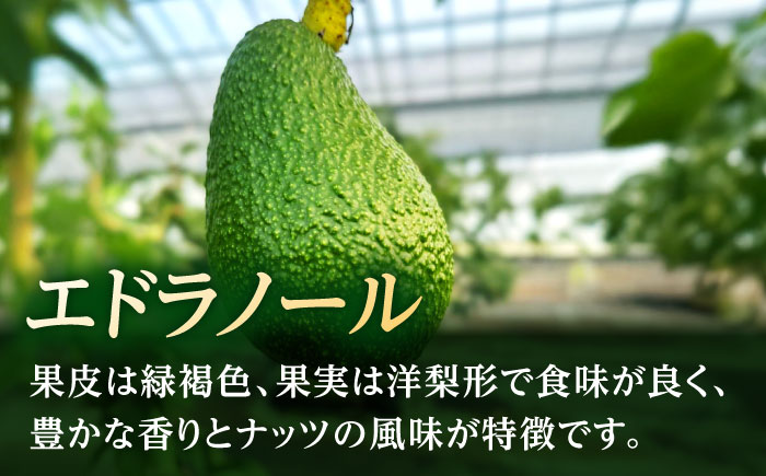 【期間限定】 希少！ 熟王アボカド 「エドラノール」　 1玉（300～400g）　【Nature’s Butter Farm Nakazono】 [ZBV080]