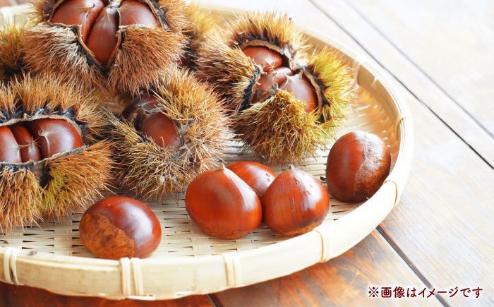 山鹿の実り　KURI CHEASE 【有限会社スイートサプライなかぞの】 [ZBV111]