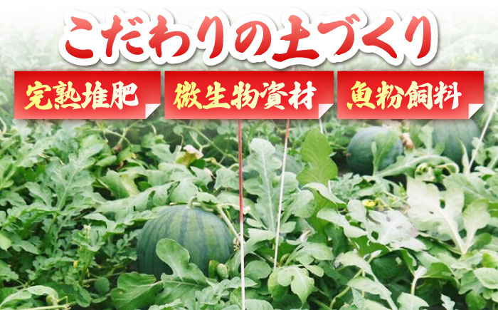 【先行予約】肥後 グリーン メロン 糖度16度以上 1玉 約3kg【岡山農園】 [ZBY004]