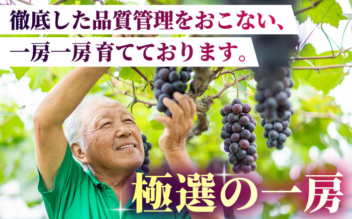 【2026年発送先行予約】ピオーネ or Sブラック 800g（2房）【合同会社 社方園】 [ZBZ002]