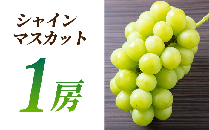 【2026年発送先行予約】ぶどうの宝石 3色 食べ比べセット 計1.2kg（3房）【合同会社 社方園】 [ZBZ004]