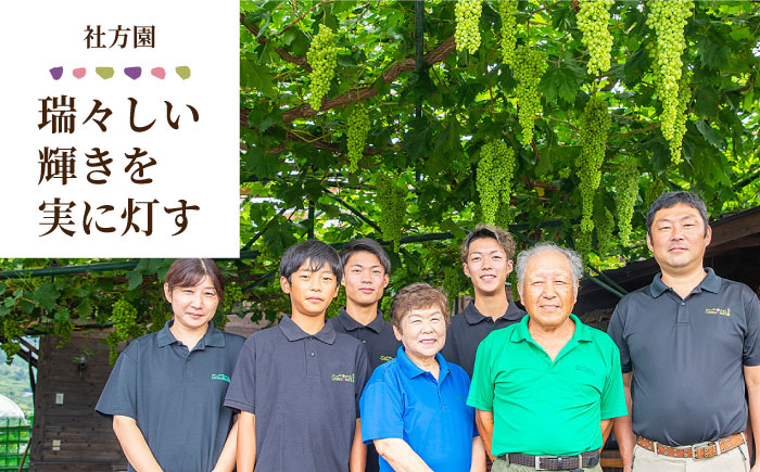 【2026年発送先行予約】社方園の シャインマスカット 一房 化粧箱入り【合同会社 社方園】 シャインマスカット 果物 一房 ぶどう  [ZBZ005]