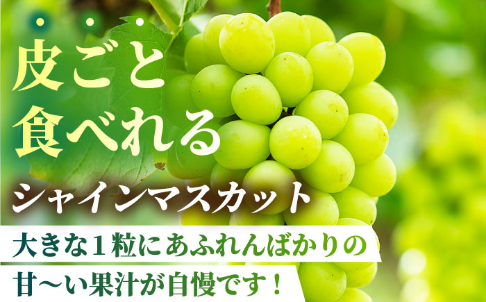 【2026年発送先行予約】ぶどうの宝石 3色 贅沢食べ比べセット 計2.5～3kg（4～6房）【合同会社 社方園】 [ZBZ017]