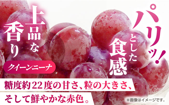 【2026年発送先行予約】【訳あり】食べ比べセット 約750ｇ（シャインマスカット 1房 & クイーンニーナ 切り落とし 約300g）【合同会社 社方園】 [ZBZ024]