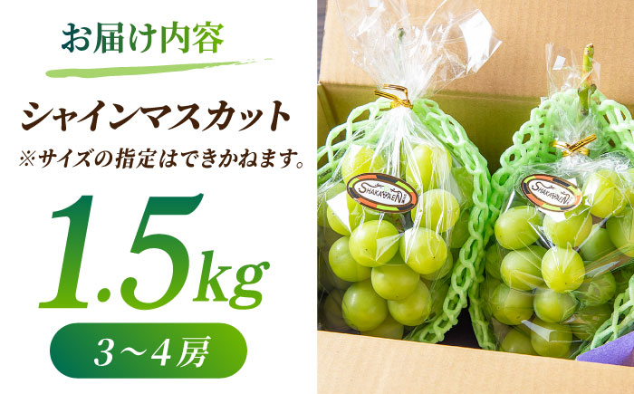 【先行予約】【訳あり】シャインマスカット 約1.5kg(3～4房)【合同会社 社方園】 [ZBZ030]