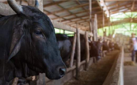 和王 モモ ステーキ 約400g【マイライフホールディングス 株式会社 】 [ZCF003]