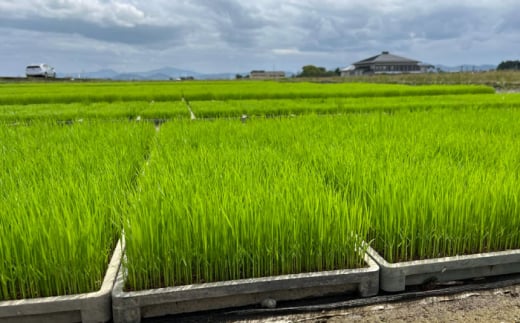 米ぬかパウダー【株式会社 夢アグリ】 [ZCL011]