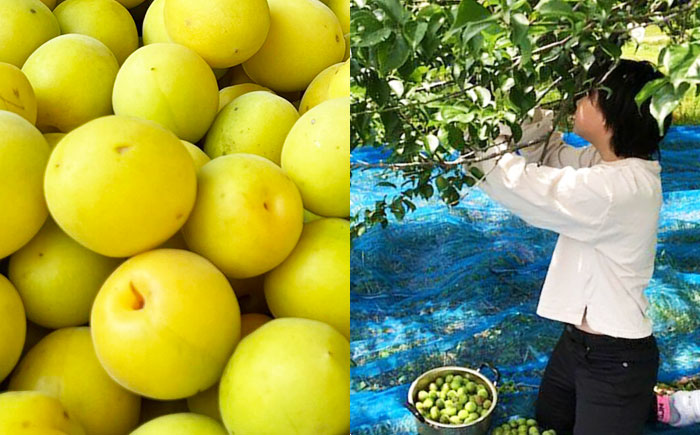 梅干し 300g×２P【株式会社 夢アグリ】 [ZCL014]