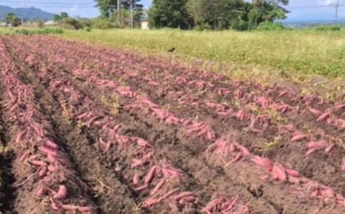 さつまいも 紅はるか 約5kg【株式会社 アグリファーム未来】 [ZDN002]