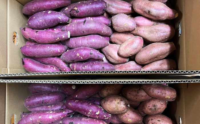 さつまいも 食べ比べ セット「灯籠蜜いも とろみついも」と「 紅はるか 」計 約10kg (各5kg)【株式会社 アグリファーム未来】 [ZDN003]