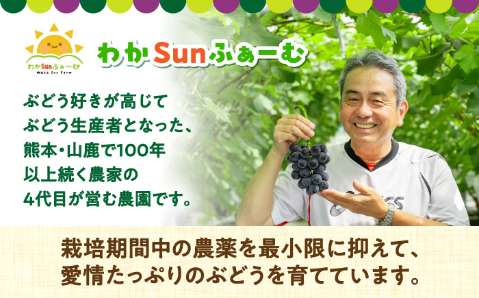 【先行予約】山鹿市産 ナガノパープル 2房（約800g～1.2kg） 箱入り [ZDS003]