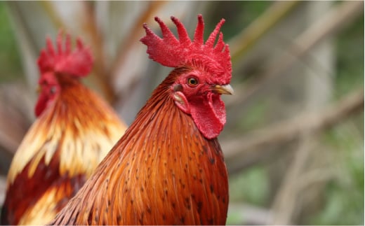 温泉 参鶏湯 ・ 美人湯 セット 冷凍【株式会社 高麗人参の里】 [ZDV001]