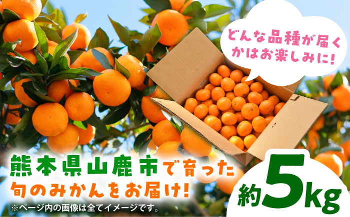 【先行予約】みかん 約5kg【道の駅 水辺プラザかもと】 [ZEG002]