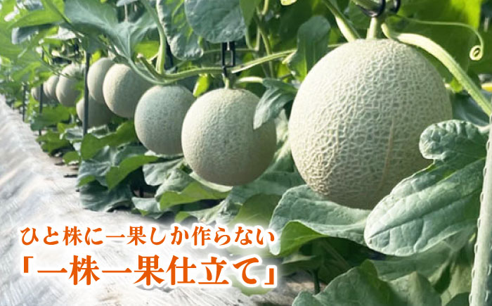 【先行予約】年内発送 愛情 メロン 1玉【とみおか農園】 [ZEM007]