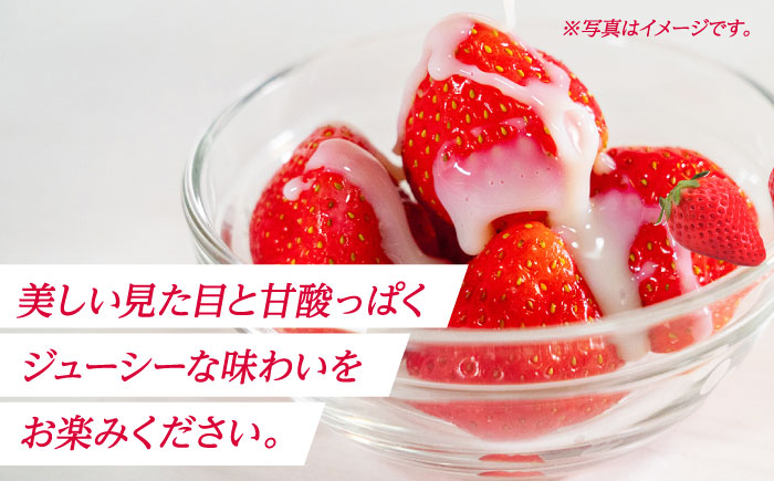 【先行予約】【3回定期便】大粒いちご L～2L ゆうべに 2kg（8pc）【熊本ベリー】 フルーツ 果物 くだもの いちご イチゴ 苺 ゆうべに 大粒いちご 国産 熊本県産 九州産  [ZER005]
