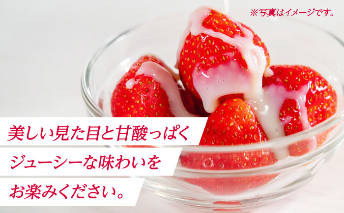 【先行予約】【5回定期便】いちご Mサイズ ゆうべに 3kg（12pc）【熊本ベリー】 [ZER021]