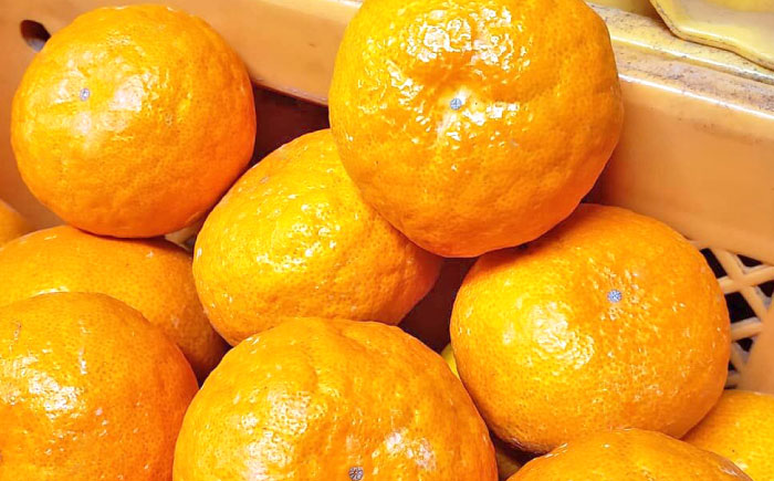 【先行予約】【全2回定期便】 晩生 温州みかん 約5kg みかん 【池田農園】 [ZEX008]