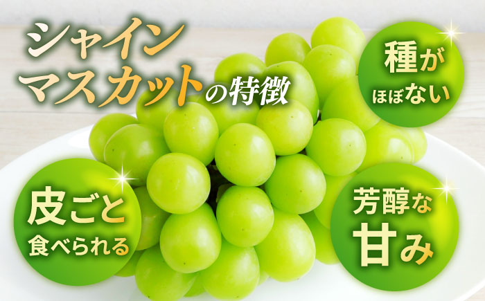 【先行予約】シャインマスカット 2房（約1.2～1.5kg）【城 果樹園】 [ZFD001]