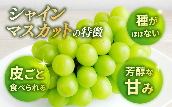 【先行予約】シャインマスカット 1房（約600g）【城 果樹園】 [ZFD002]