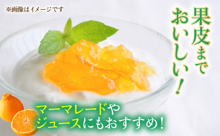 【先行予約】不知火 約2kg 柑橘 蜜柑 みかん フルーツ【日本フルーツ株式会社】　 [ZFJ001]