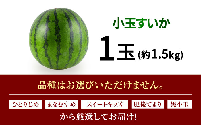 【先行予約】小玉スイカ 3L以上　1玉入り 約1.5kg 【日本フルーツ株式会社】 [ZFJ011]