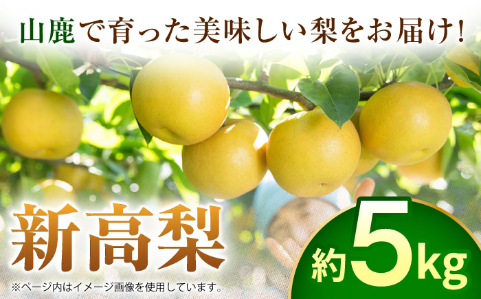 【先行予約】新高梨　約5kg  梨 ナシ フルーツ 果物 【日本フルーツ株式会社】 [ZFJ017]