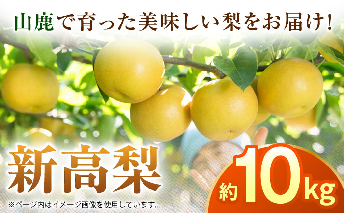 【先行予約】新高梨　約10kg  梨 ナシ フルーツ 果物 【日本フルーツ株式会社】 [ZFJ018]