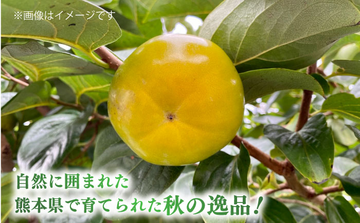 【先行予約】太秋柿 約2kg 柿 カキ フルーツ 果物 秋 【日本フルーツ株式会社】 [ZFJ021]