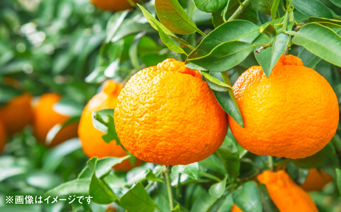 【先行予約】 デコポン　約3kg 柑橘 みかん 蜜柑 熊本 フルーツ 果物 【日本フルーツ株式会社】 [ZFJ033]