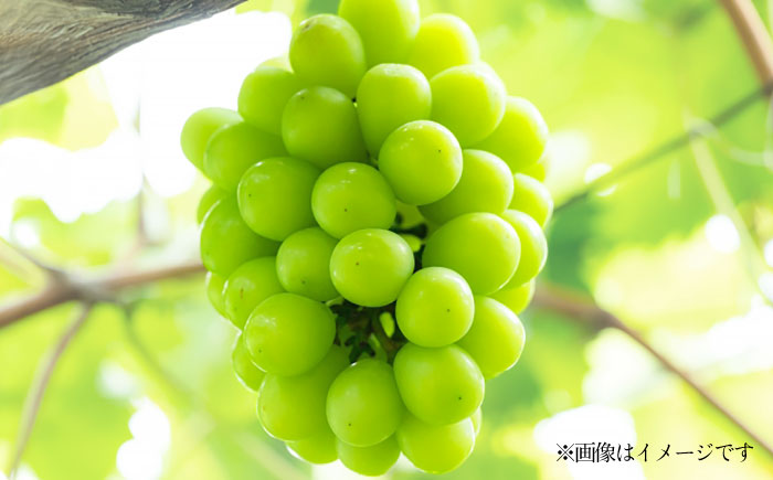 【先行予約】【数量限定】 シャインマスカット 約3.6kg マスカット 葡萄 ぶどう 熊本 フルーツ 野菜 果物 【日本フルーツ株式会社】 [ZFJ042]