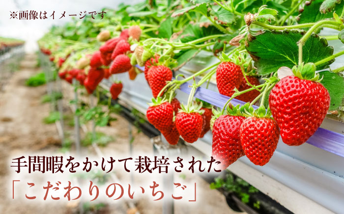 【先行予約】熊本県産いちご 約2kg（250g×8pc） イチゴ フルーツ 果物 熊本県産 熊本【日本フルーツ株式会社】 [ZFJ052]