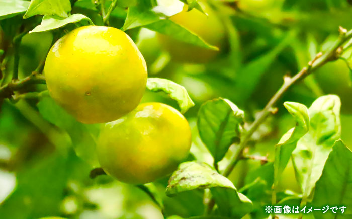 【先行予約】 極早生みかん 2S-2L 約10kg みかん 蜜柑 柑橘 フルーツ 果物 【日本フルーツ株式会社】 [ZFJ055]