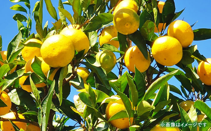 【先行予約】 早生みかん 2S-2L 約3kg みかん 蜜柑 柑橘 フルーツ 果物 【日本フルーツ株式会社】 [ZFJ056]