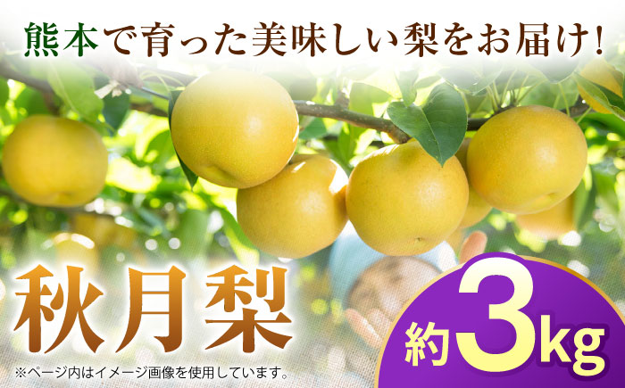 【先行予約】秋月梨　約3kg 梨 ナシ フルーツ 果物 【日本フルーツ株式会社】 [ZFJ062]