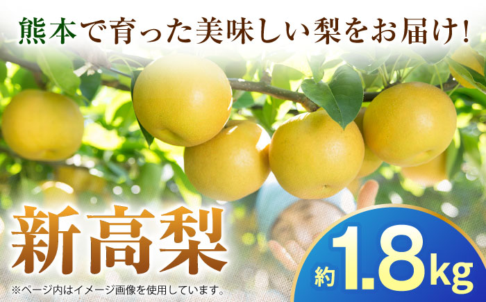 【先行予約】新高梨　約1.8kg 梨 ナシ フルーツ 果物 【日本フルーツ株式会社】 [ZFJ063]