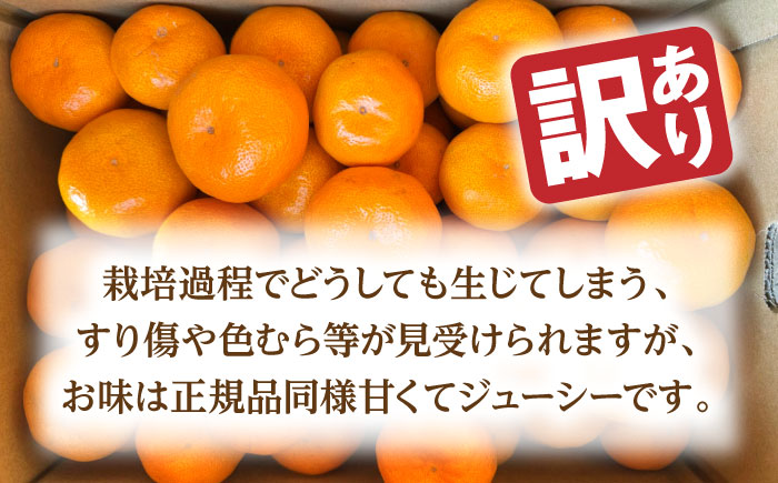 【訳あり】 温州みかん 『青島』 約5kg S～Lサイズ 【奥村果実園】 [ZFK001]